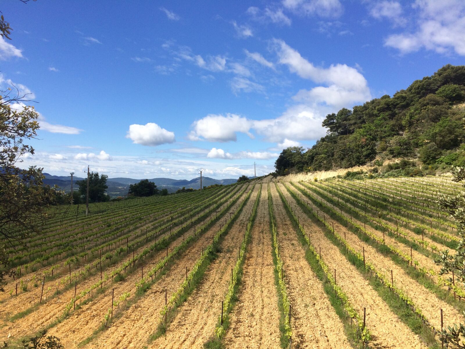 iPhone 5s back camera 4.15mm f/2.2 sample photo. Field, wine, france photography
