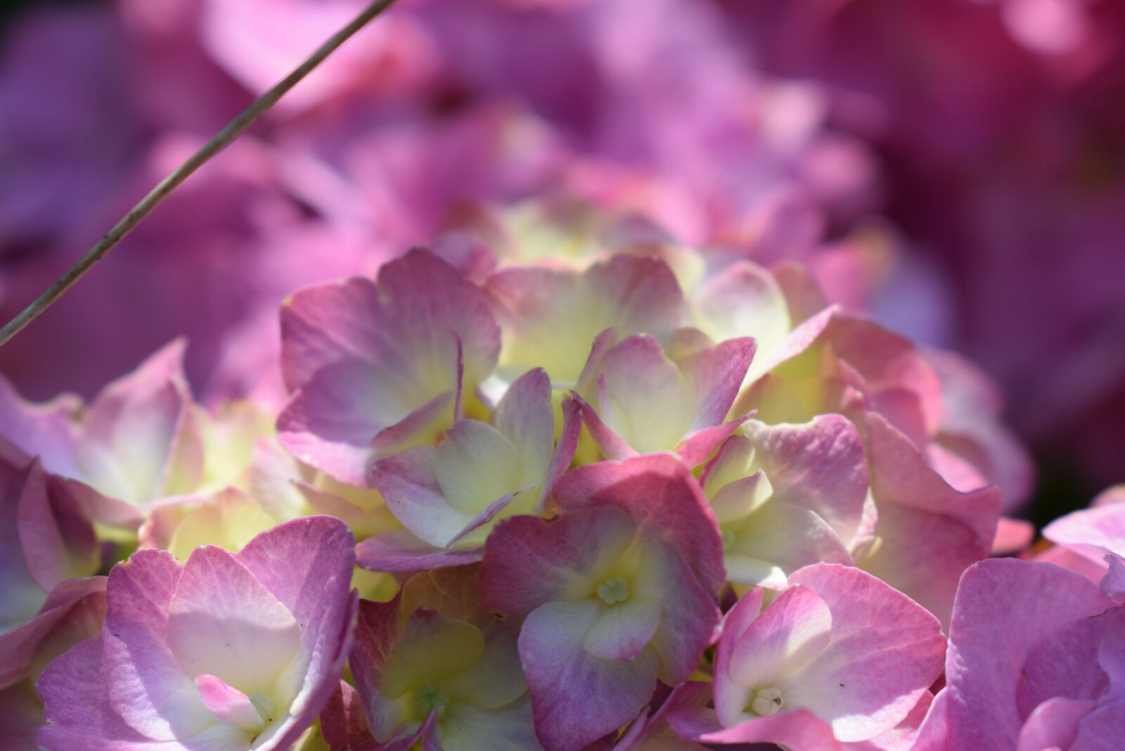 Nikon D5300 sample photo. Hydrangea, blossom, bloom photography