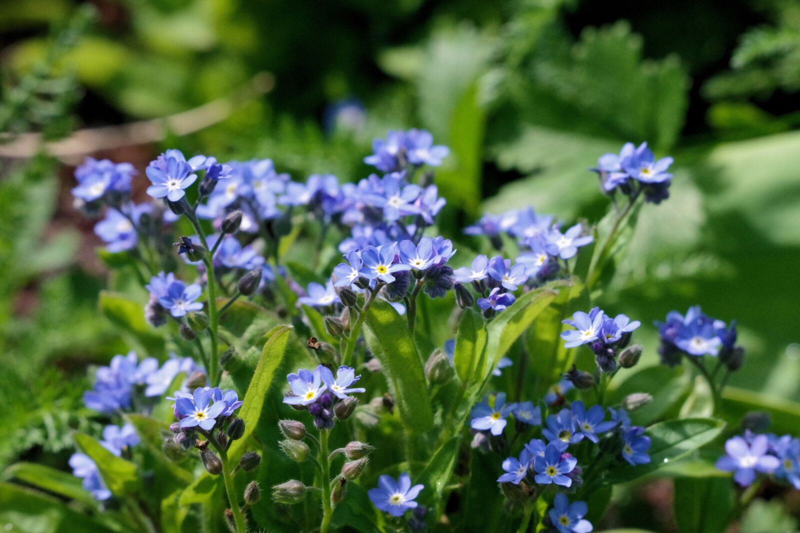 Pentax K-70 sample photo. Forget me maybe, garden photography