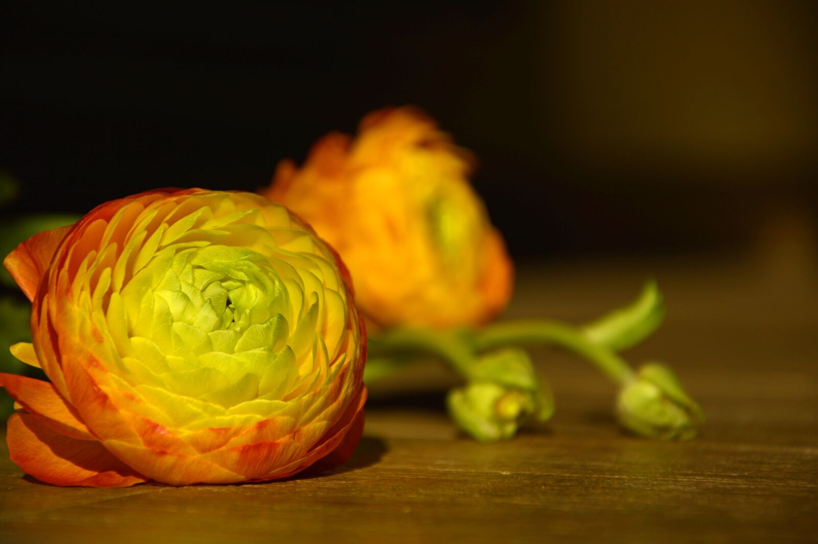 Nikon D3200 sample photo. Ranunculus, hahnenfu gew chs photography