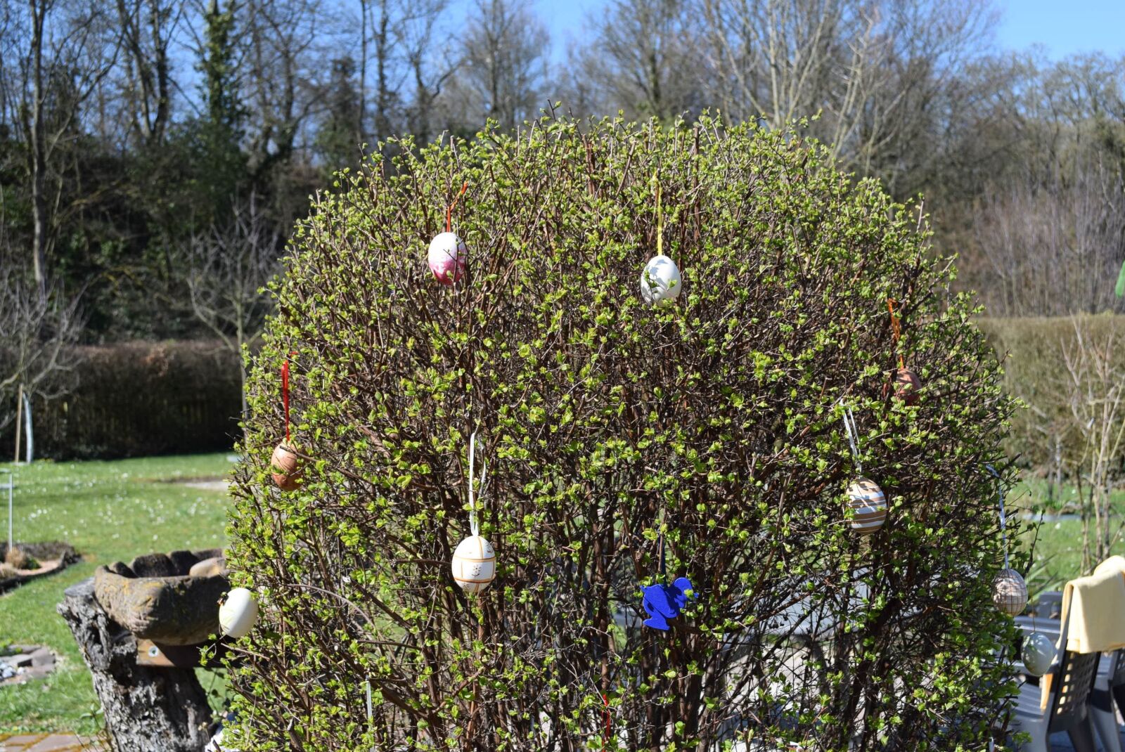 Nikon D5300 sample photo. Tree, nature, flora photography