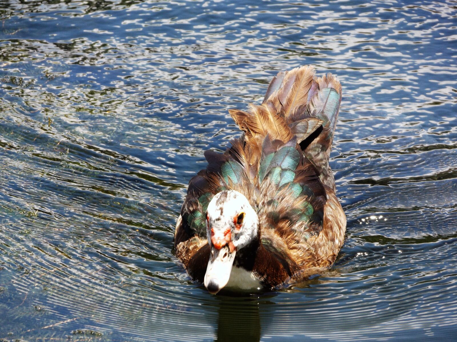 Fujifilm FinePix S8600 sample photo. Ducks, nedando, in photography