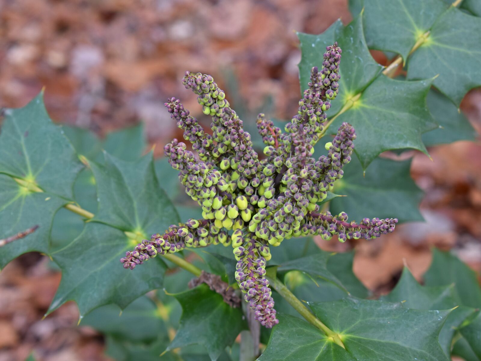 Nikon D3300 sample photo. Holly flower buds, holly photography
