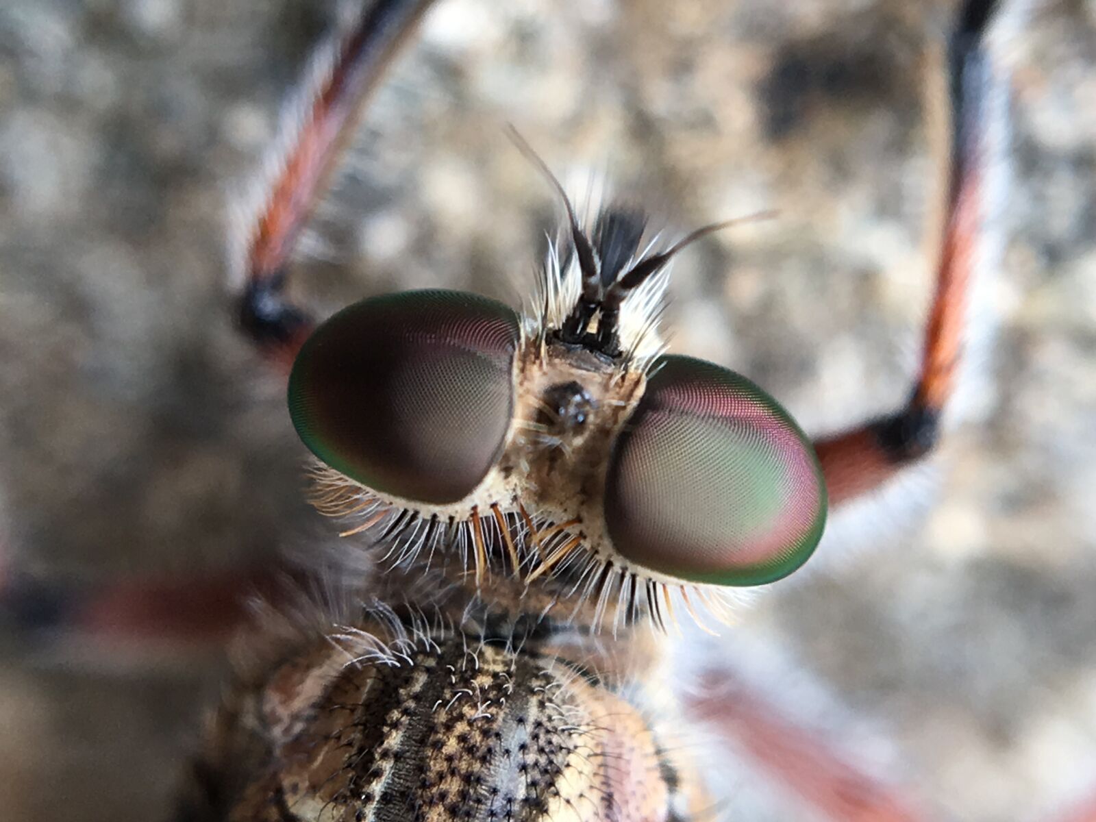 Apple iPhone 6s sample photo. Robber fly, fly, macro photography