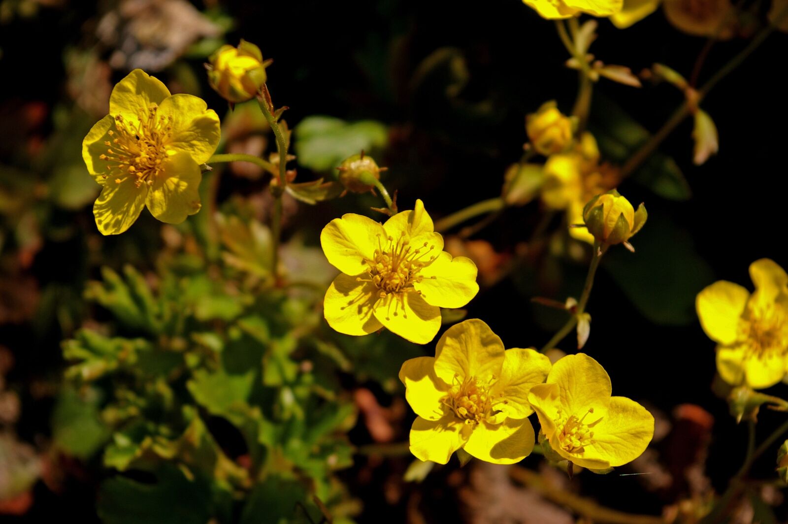 Pentax *ist DL2 sample photo. Gold strawberry, spring, plant photography