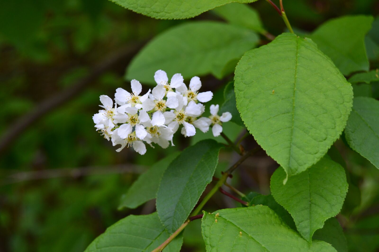 Nikon D3100 sample photo. Bird cherry, white, white photography