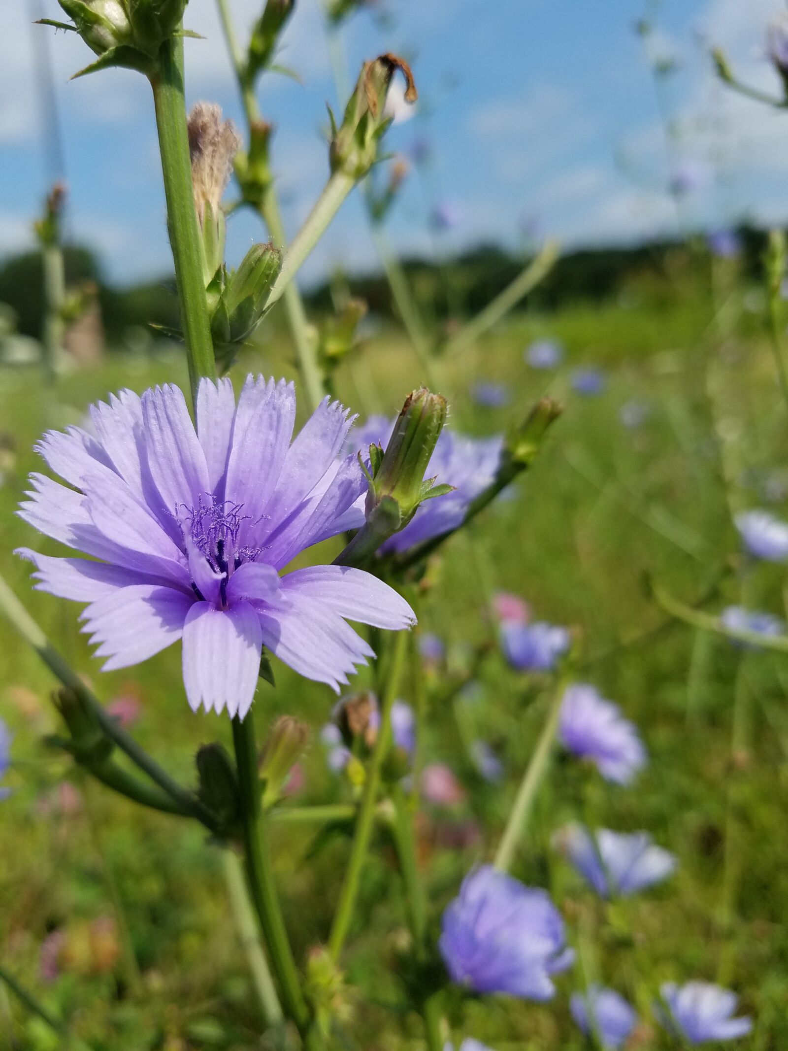 Samsung Galaxy S7 sample photo. Weed, wildflowers, wildflower photography