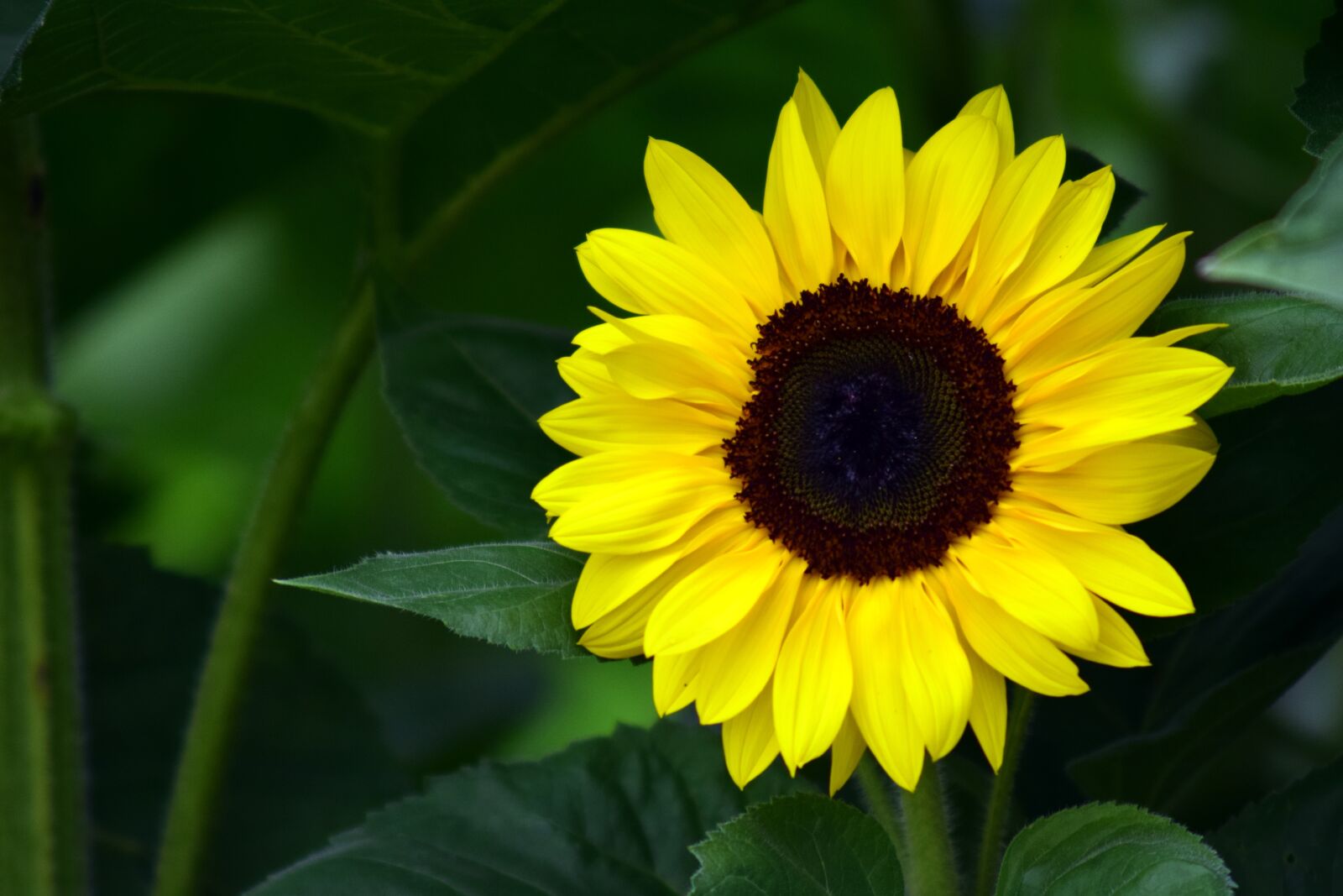 Nikon D3300 sample photo. Sunflower, yellow, blossom photography