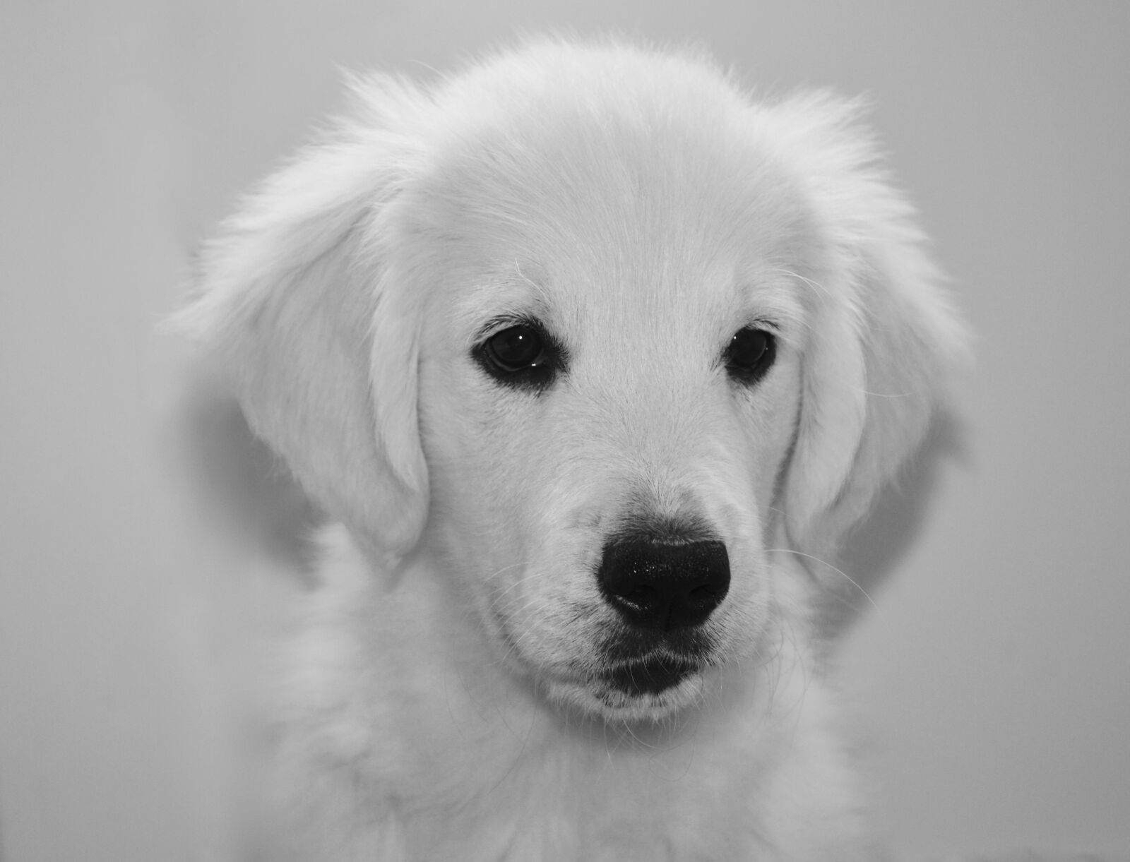 Nikon D5200 sample photo. Puppy, pup, golden retriever photography