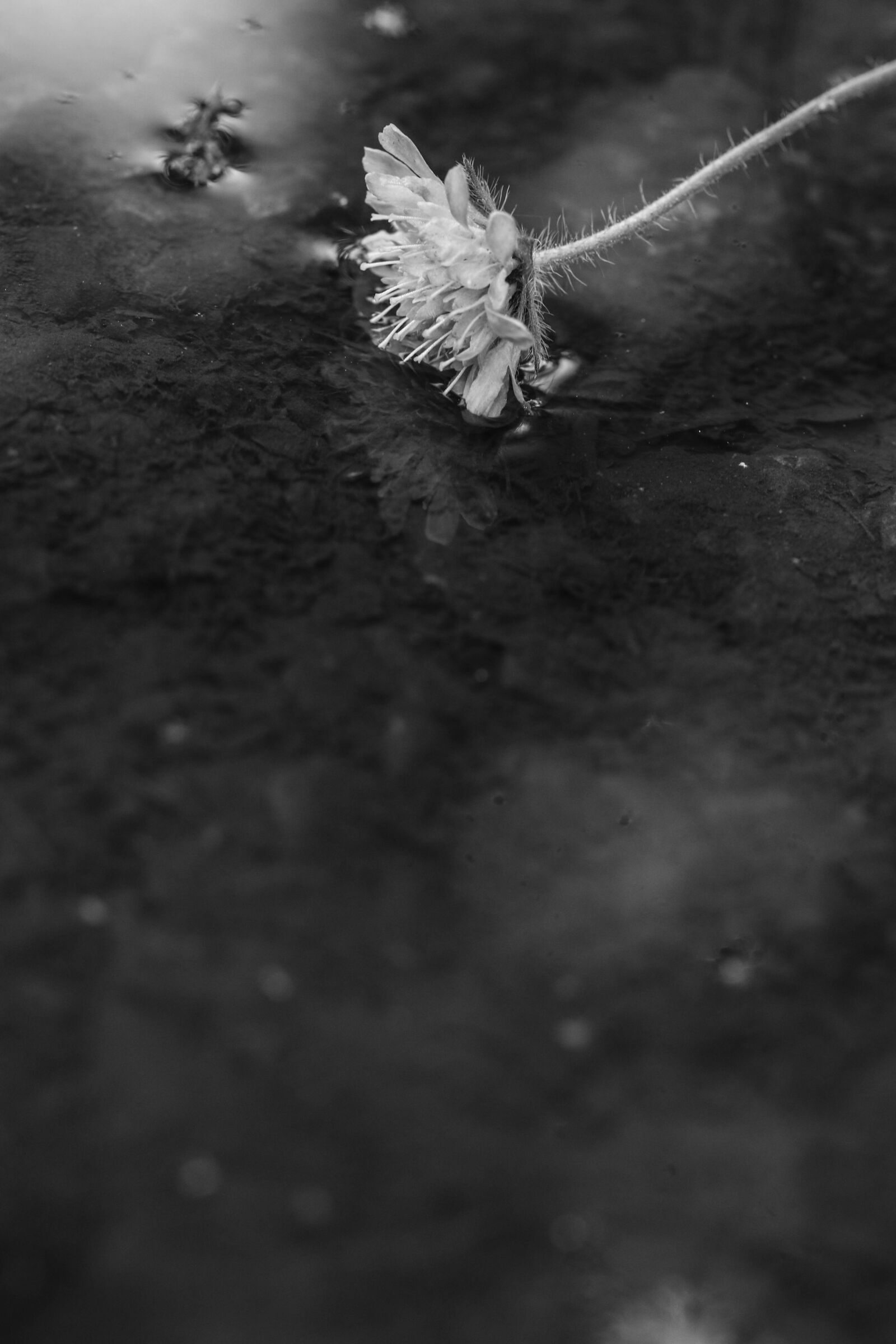 Canon EOS 7D Mark II sample photo. Flower, wild flower, single photography