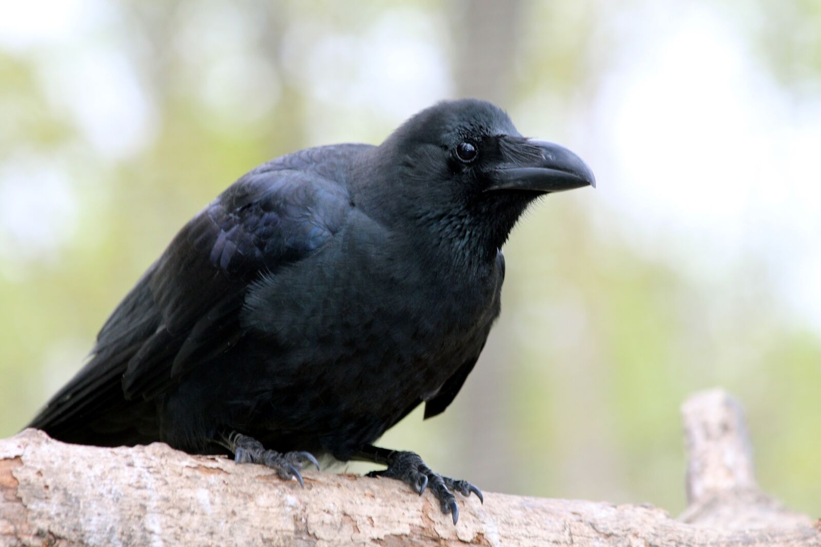 Canon EOS 650D (EOS Rebel T4i / EOS Kiss X6i) sample photo. Crow, corvus macrorhynchos, bird photography