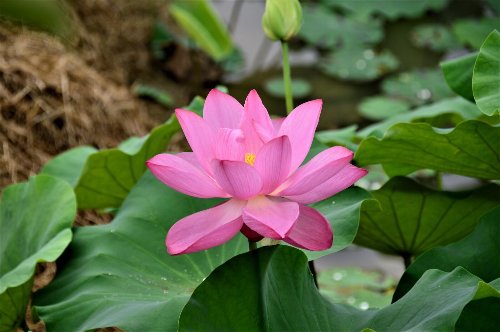 Nikon D3200 sample photo. Lotus, pink, flowers photography