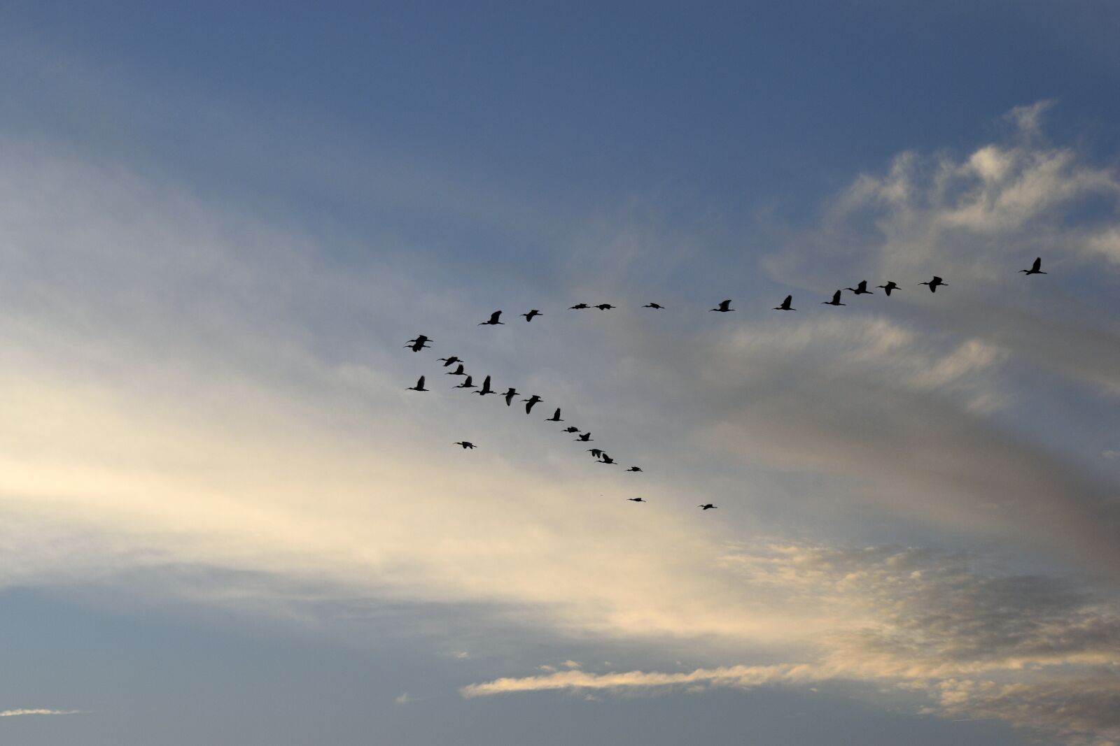 Nikon D3300 sample photo. Sunset, birds, herons photography