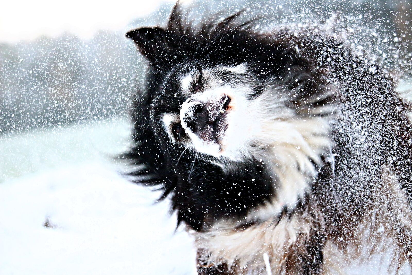 Canon EOS 100D (EOS Rebel SL1 / EOS Kiss X7) sample photo. Snow, dog, border photography