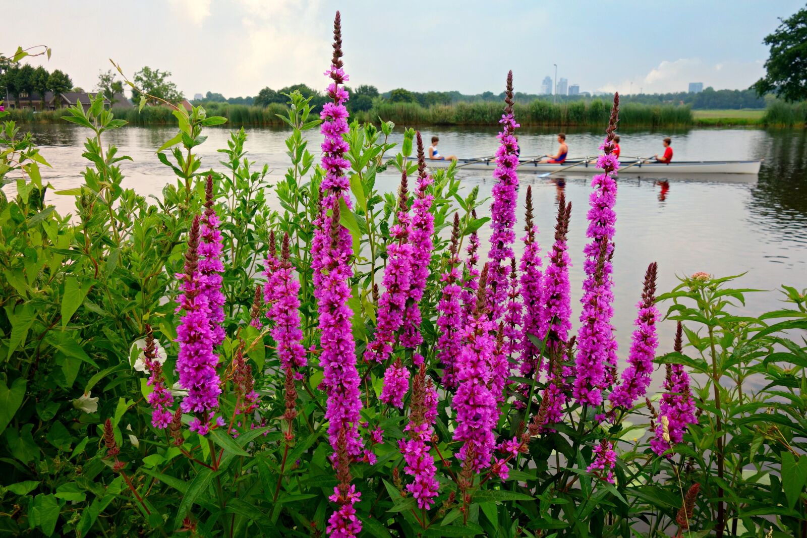 Sony Cyber-shot DSC-RX100 sample photo. Purple loosestrife, lythrum, flower photography