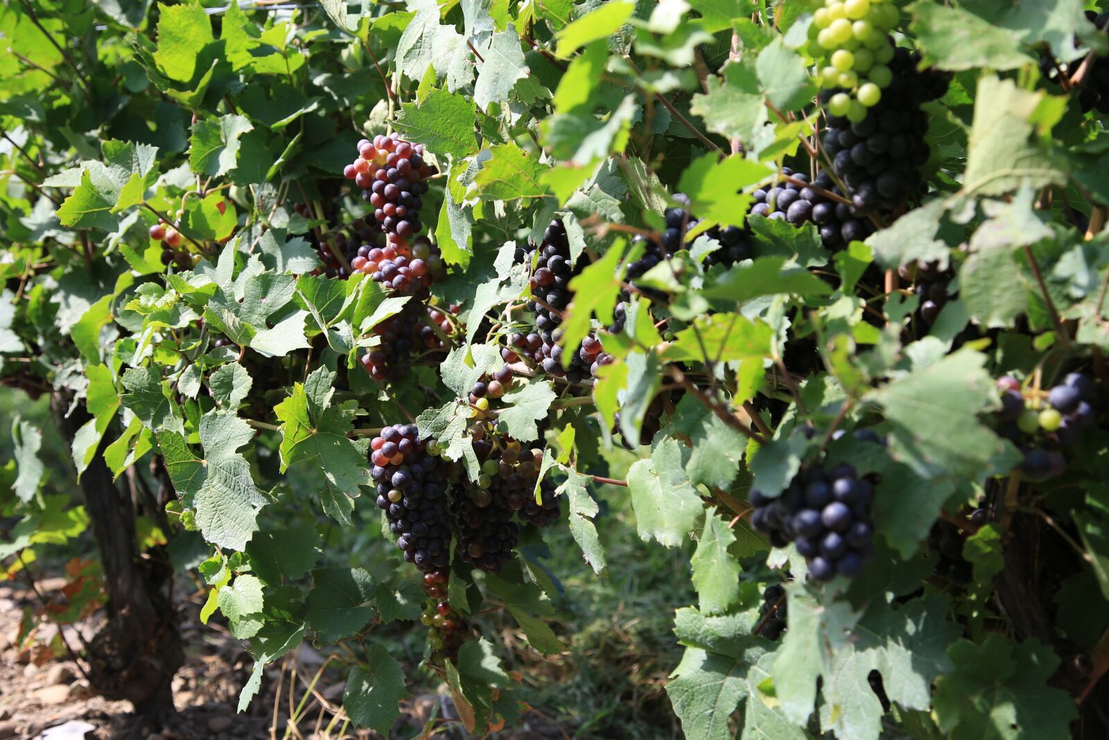 Canon EOS 6D + Canon EF 24-105mm F4L IS USM sample photo. Grapes, vineyard, the vine photography