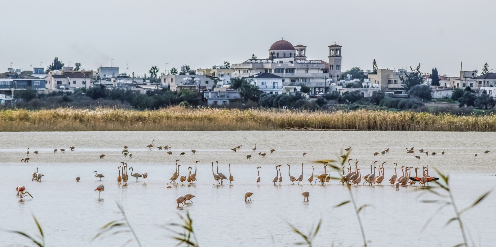 Nikon D3300 sample photo. Lake, morning, birds photography