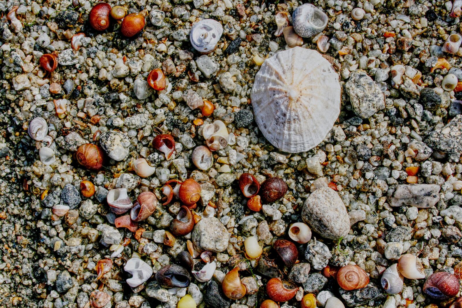 Canon EF-S 18-55mm F3.5-5.6 sample photo. Shells, sea shells, beach photography