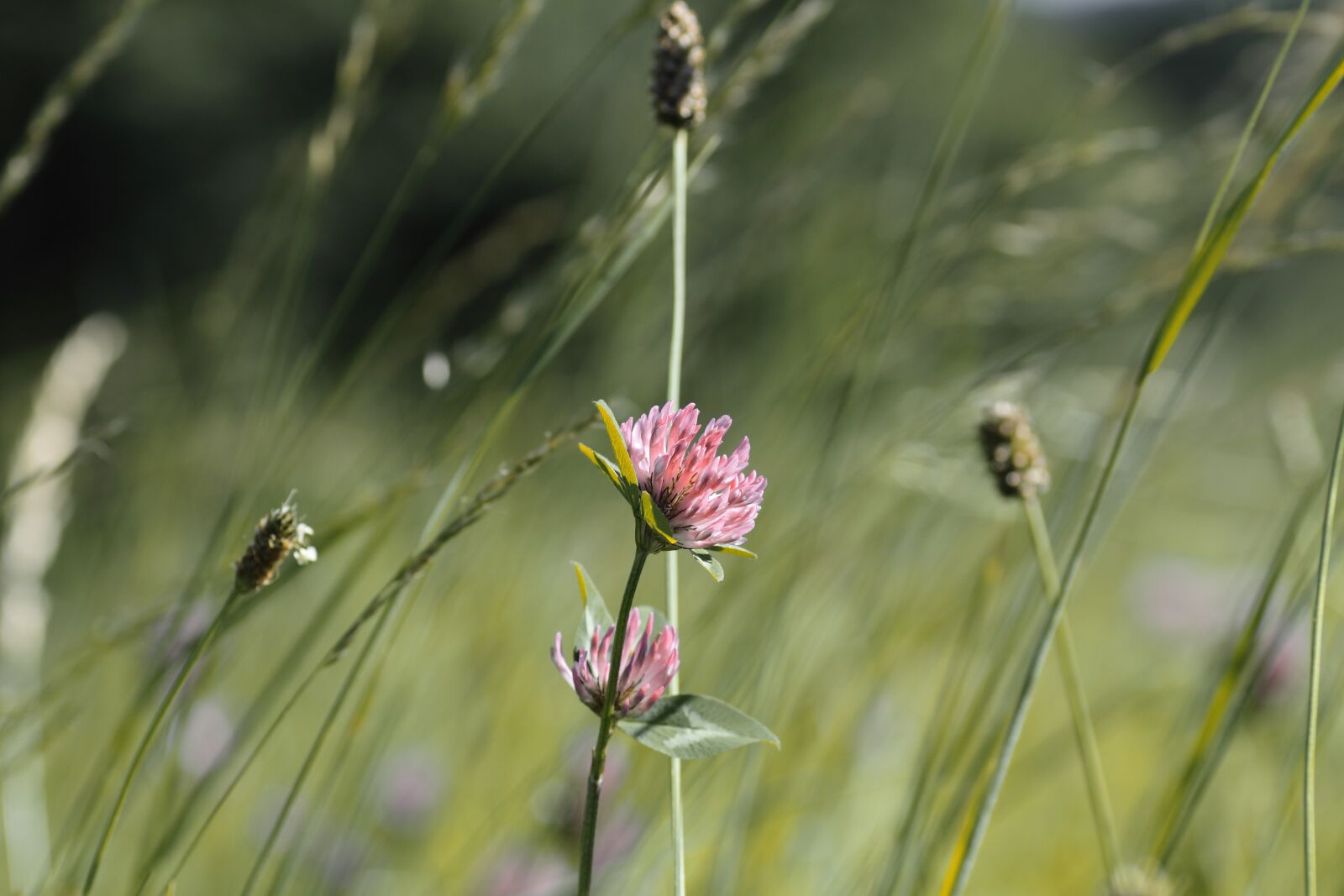 Canon EOS 50D sample photo. Grass, field, meadow photography