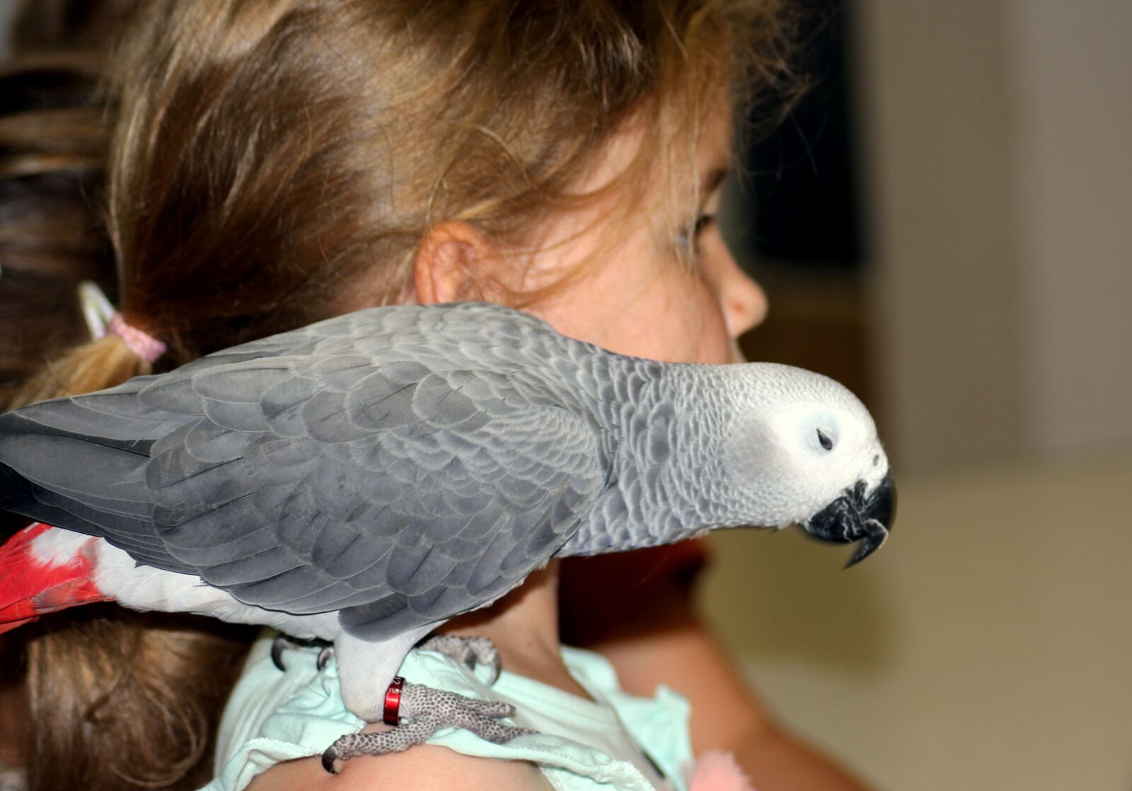 Canon EOS 1200D (EOS Rebel T5 / EOS Kiss X70 / EOS Hi) sample photo. Parrot, african grey parrot photography