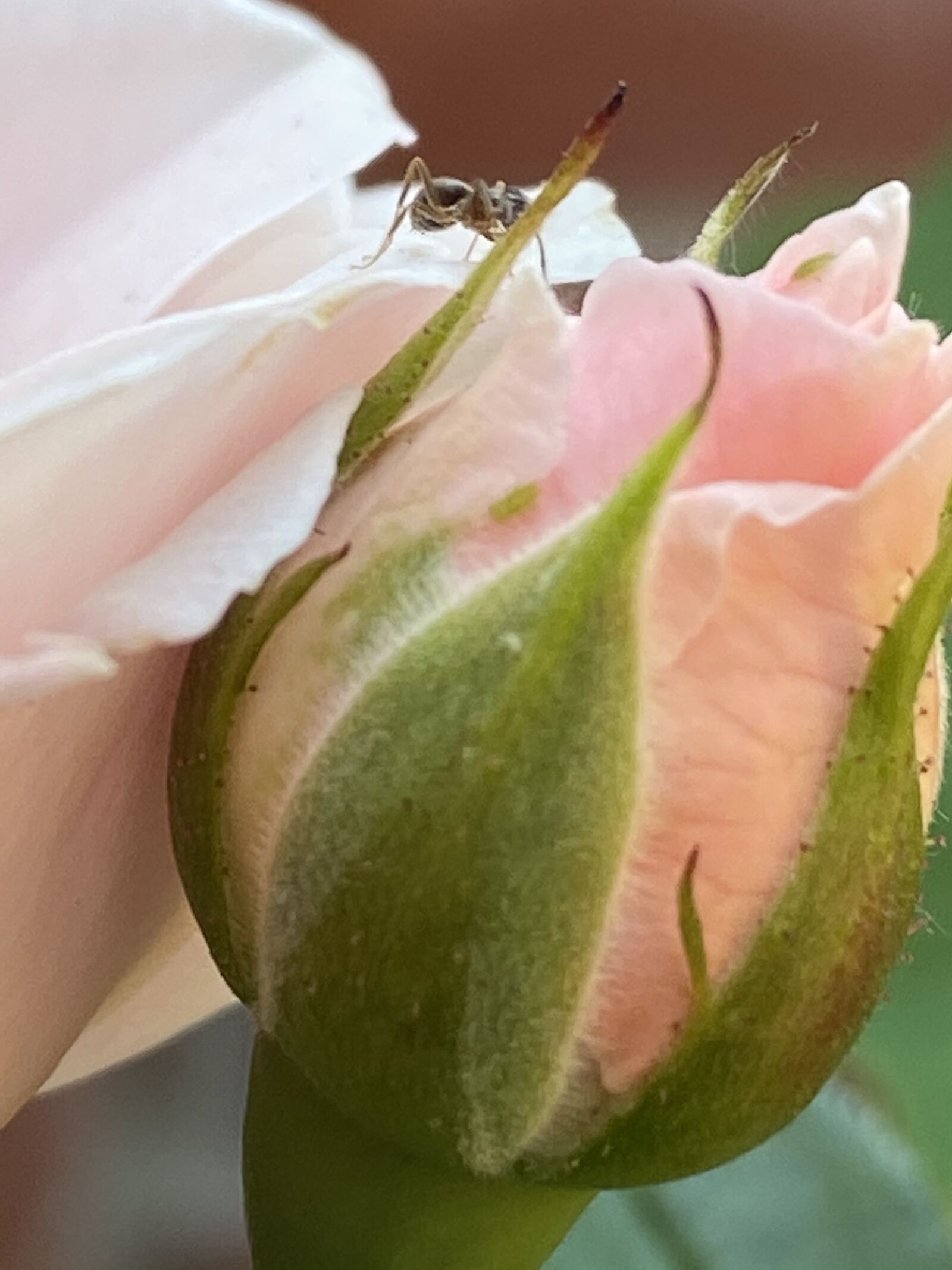 Apple iPhone 11 sample photo. Rose, bud, flower photography