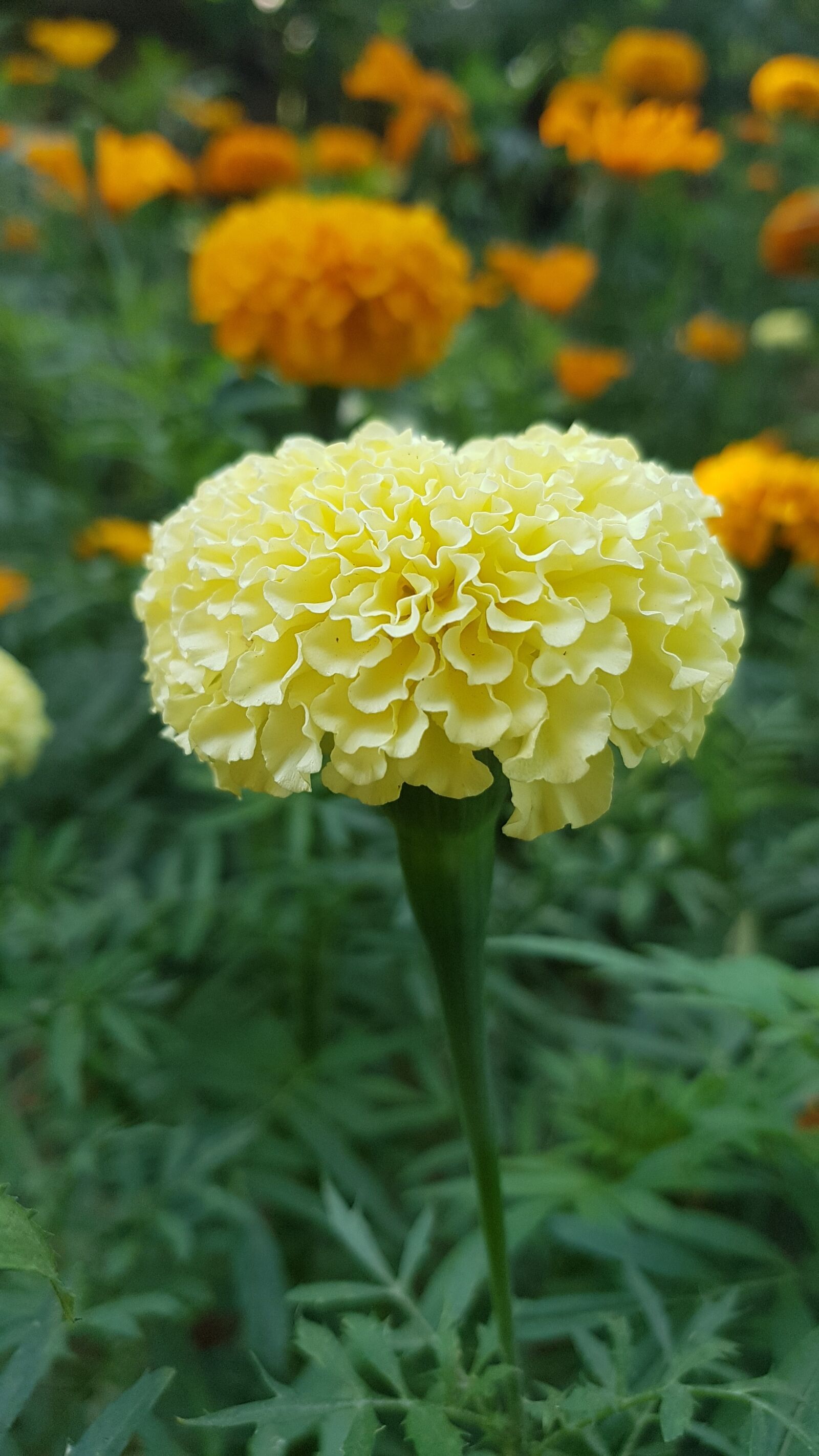 Samsung Galaxy S7 Edge sample photo. Flower, daisy, spring photography