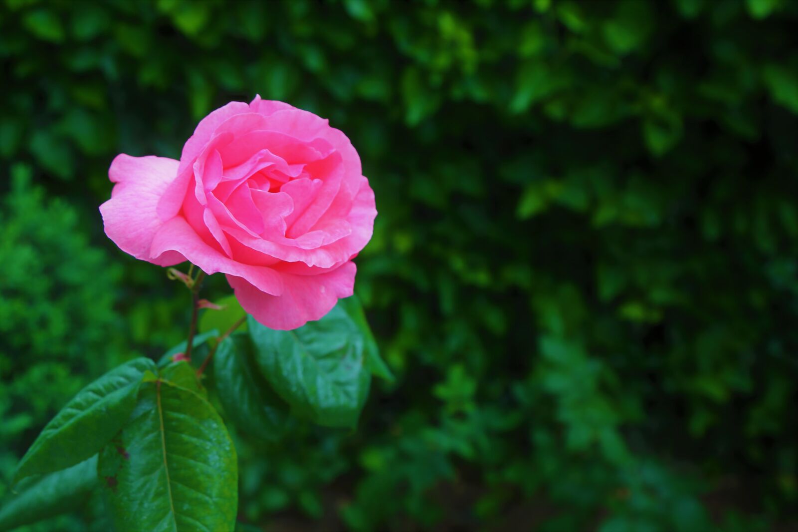 Canon EF 24-105mm F4L IS USM sample photo. Rose, nature, love photography
