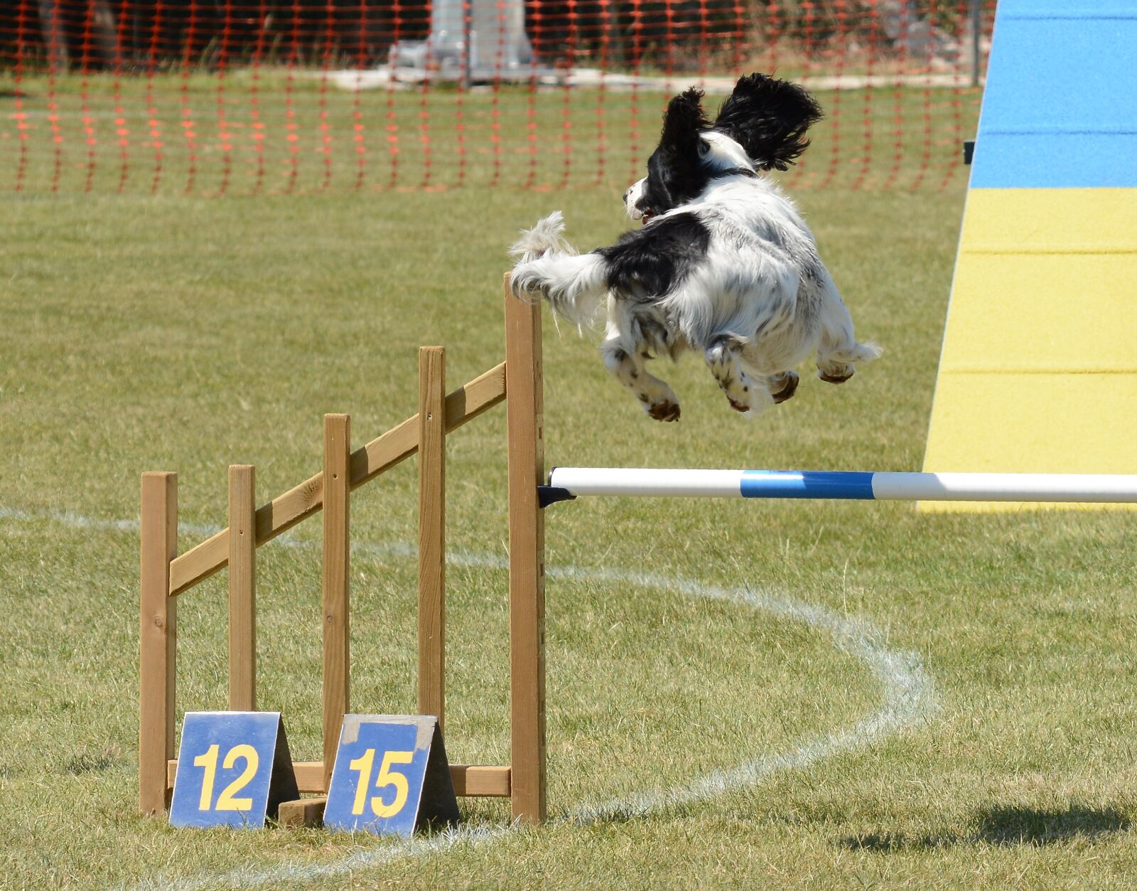 Nikon D7100 sample photo. Spaniel dog, agility, fitness photography