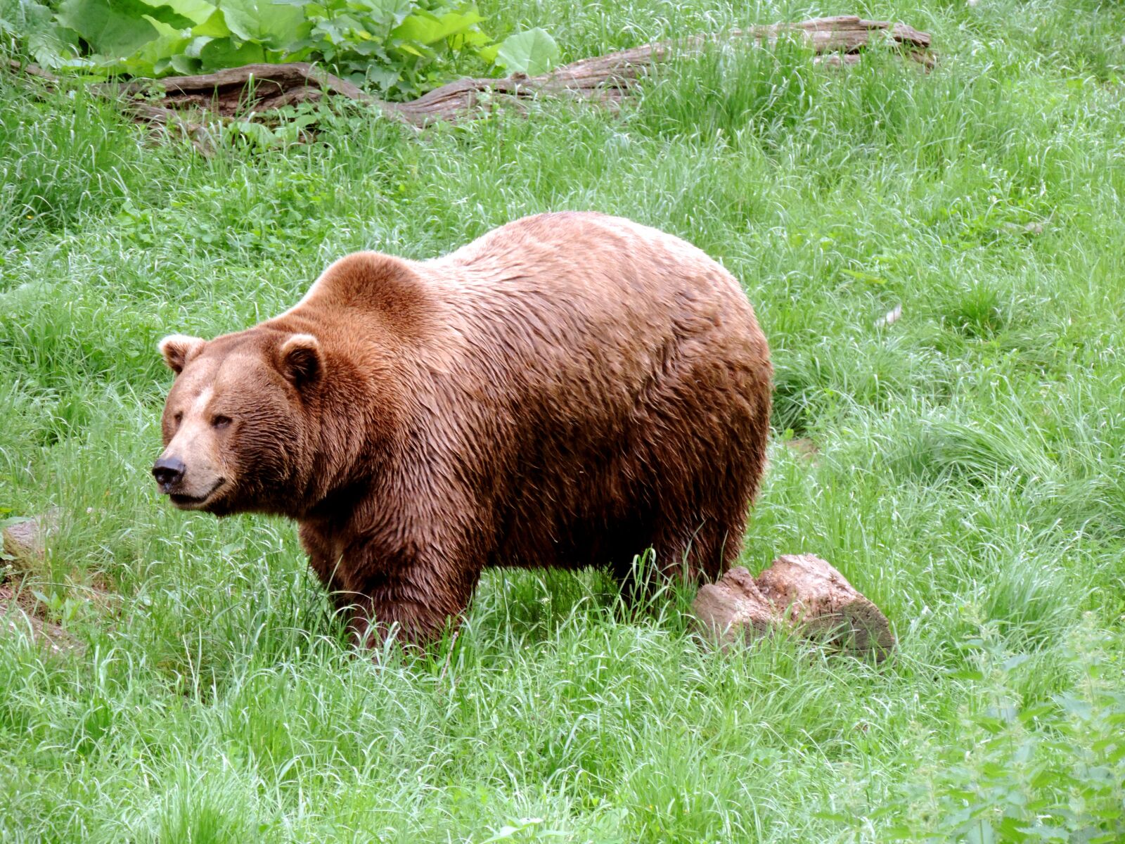 Nikon Coolpix P520 sample photo. Brown bear, bear, mammal photography