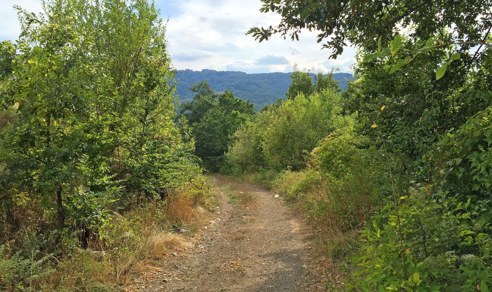 Apple iPhone 6 sample photo. Forest, nature, tree photography