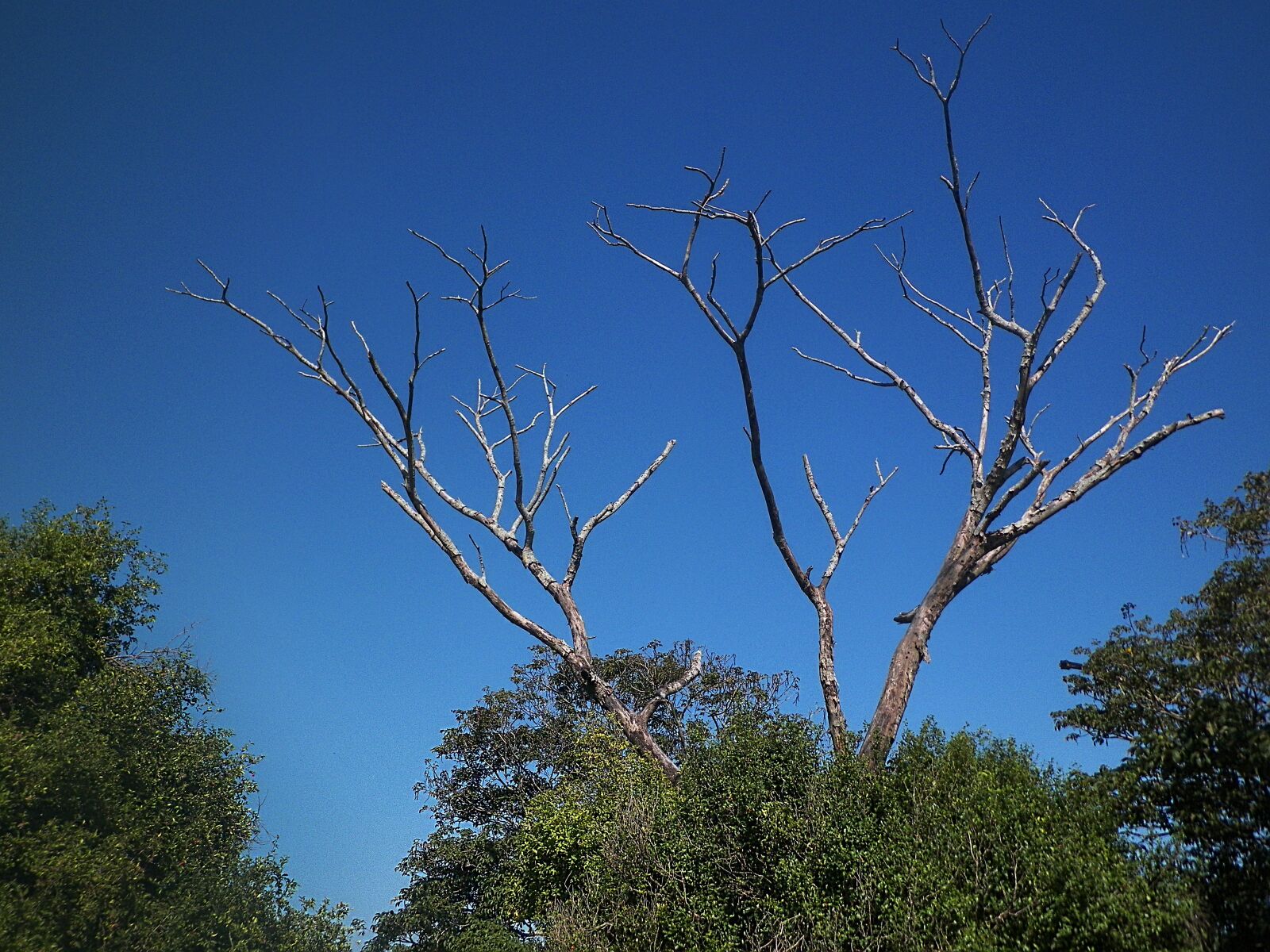 Kodak EASYSHARE Z5010 DIGITAL CAMERA sample photo. Arbol, tree, nature photography