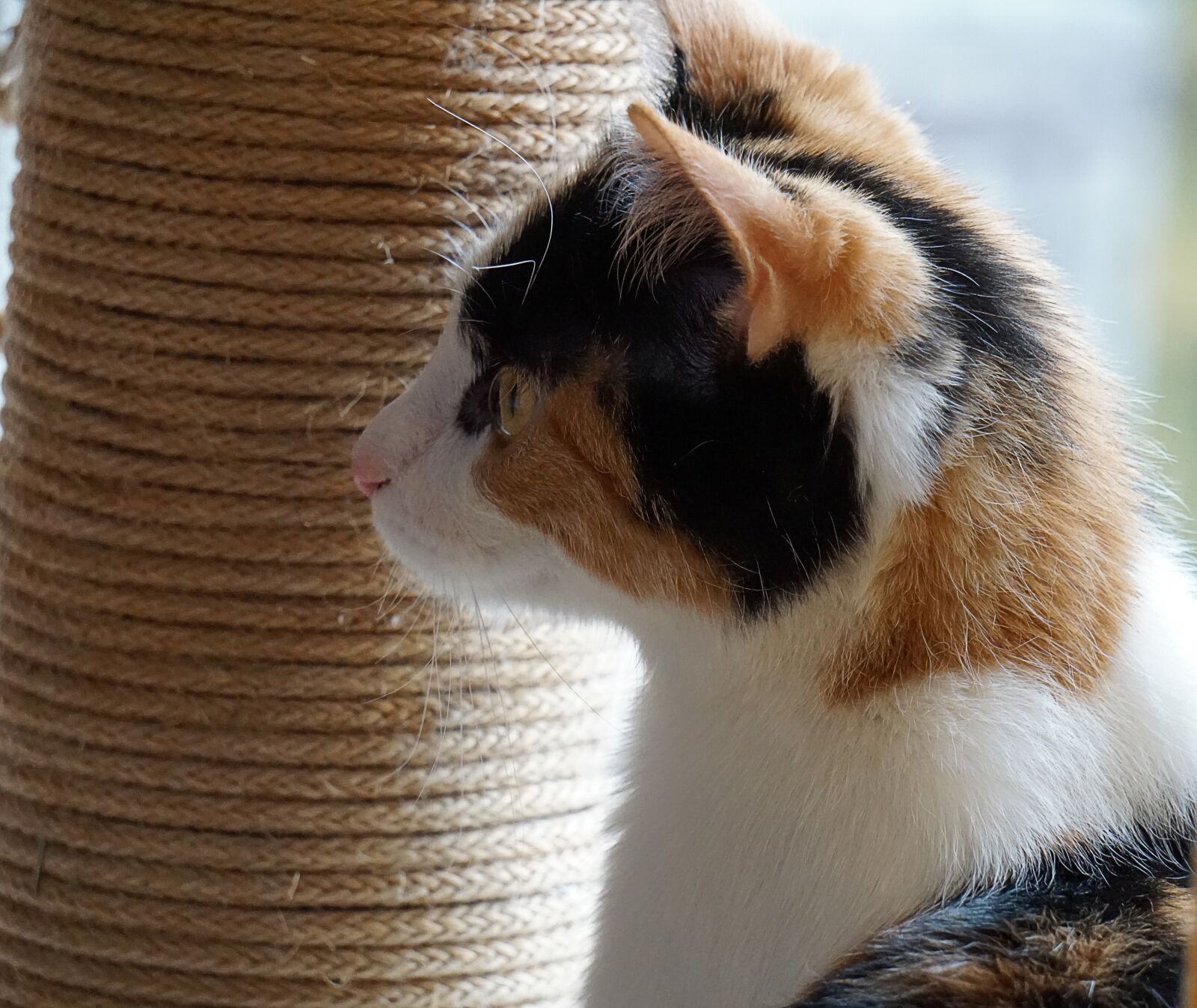 Sony a5100 sample photo. Cat, kitten, young cat photography