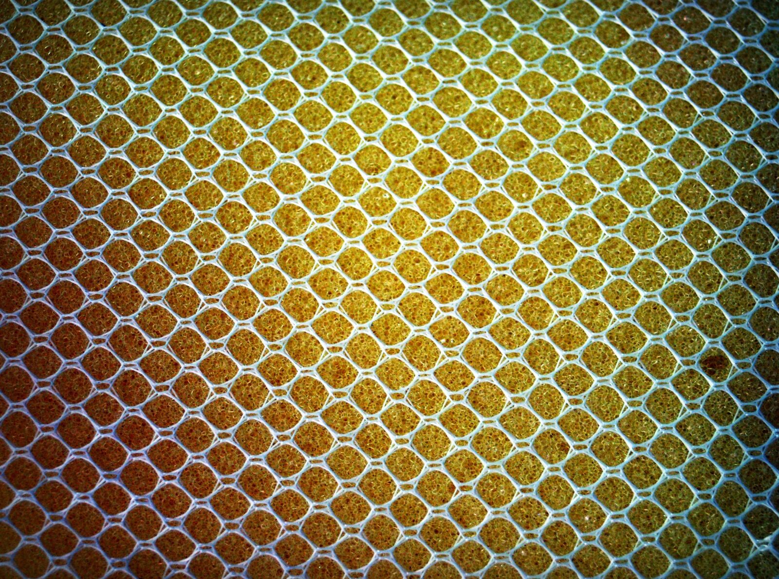Olympus E-300 (EVOLT E-300) sample photo. Sponge, yellow, close photography