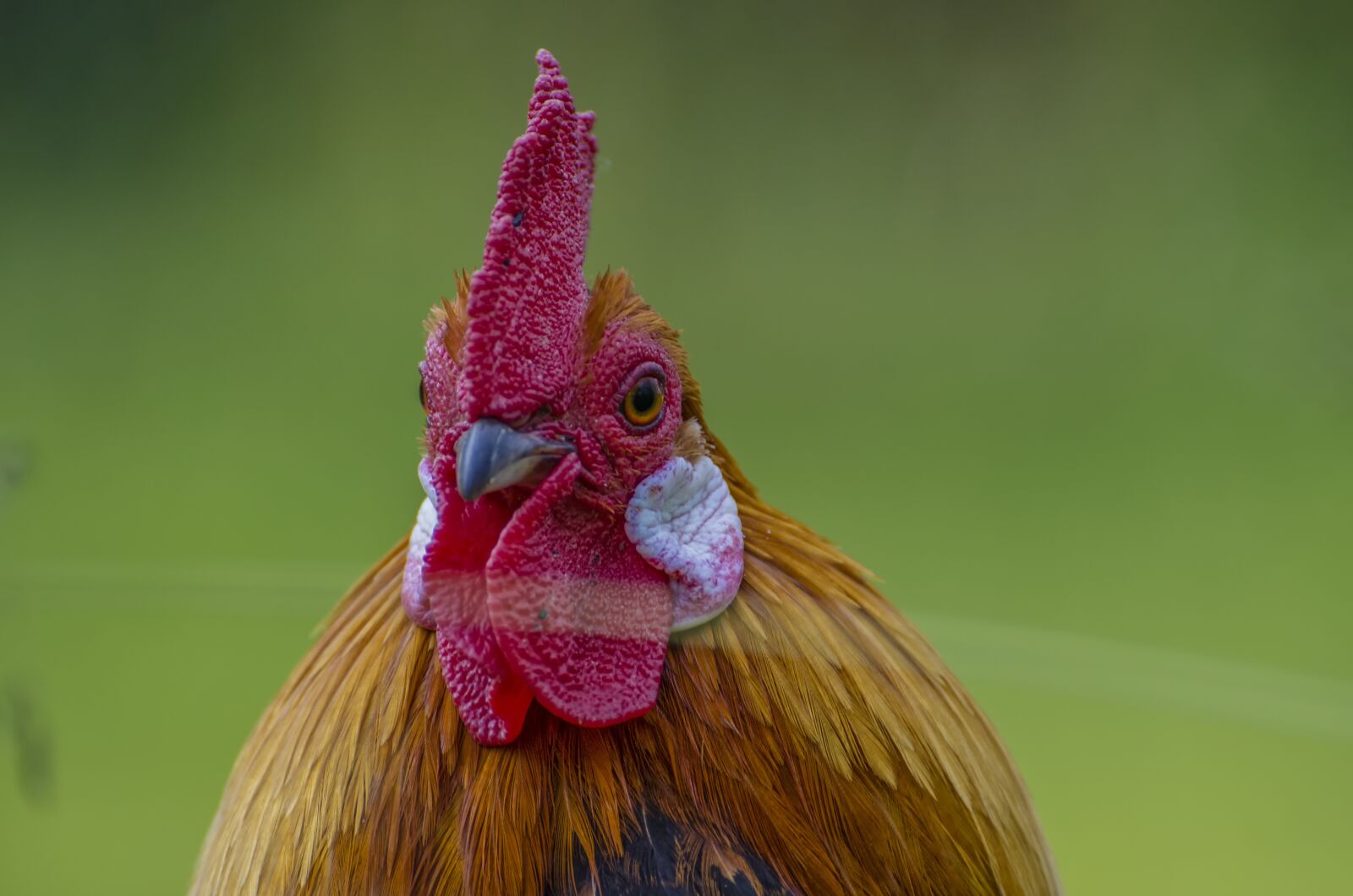 Nikon D7000 sample photo. Hahn, animal portrait, feather photography