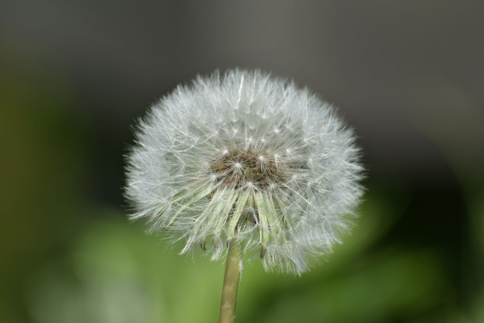 Nikon D7200 sample photo. Natural, landscape, plant photography
