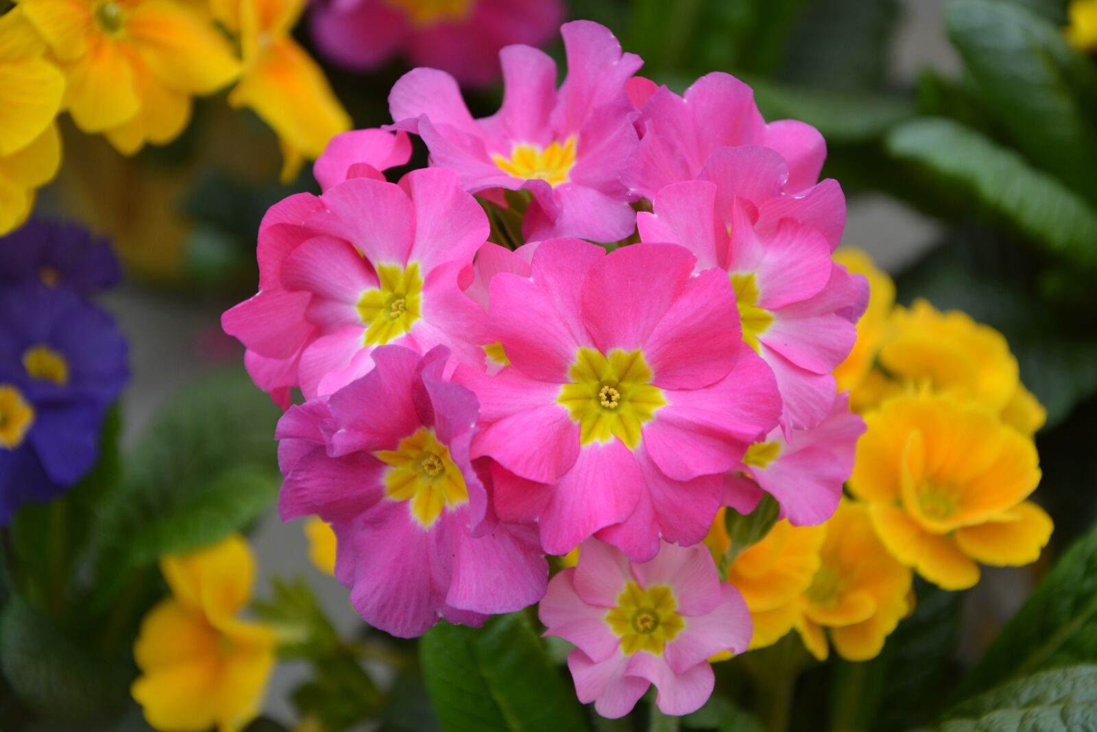 Nikon D5200 sample photo. Flower, flowers primrose roses photography