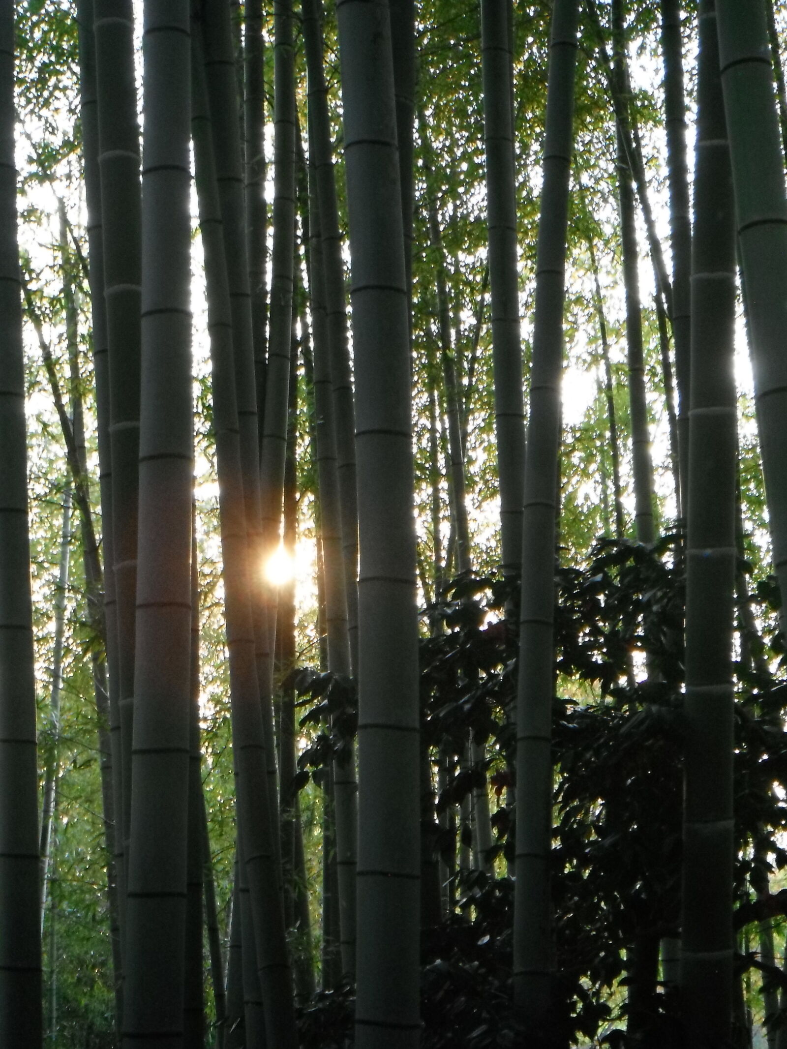 FujiFilm Finepix Z90 (Finepix Z91) sample photo