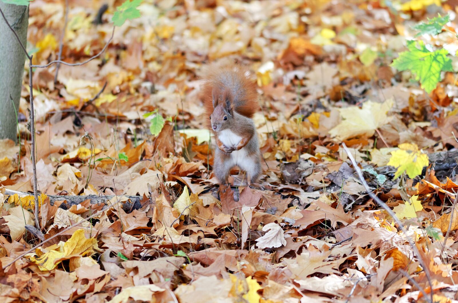 Nikon D5100 sample photo. Squirrel, pet, the fur photography