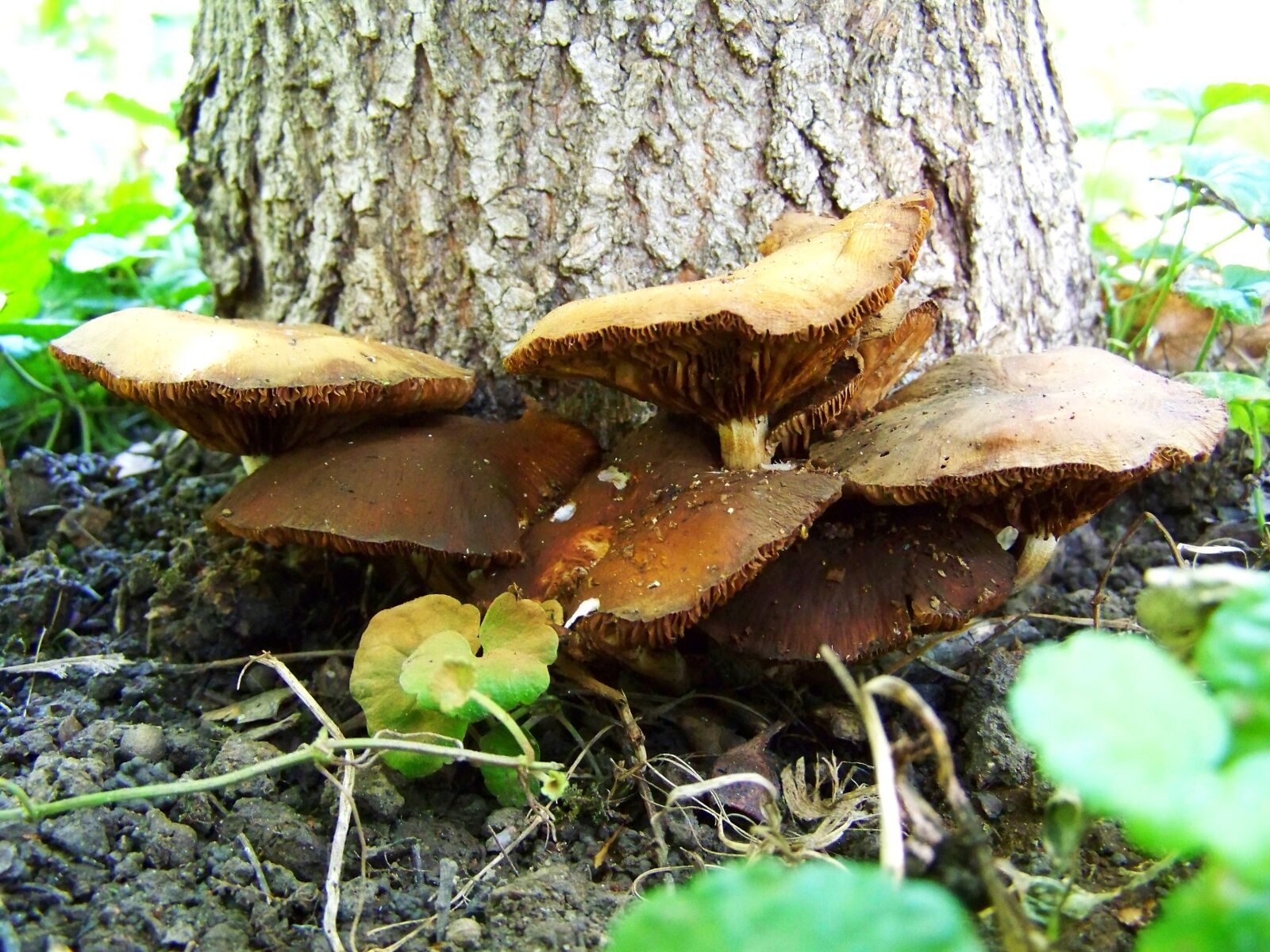 Kodak EASYSHARE ZD710 ZOOM DIGITAL CAMERA sample photo. Mushroom, brown, mushroom group photography