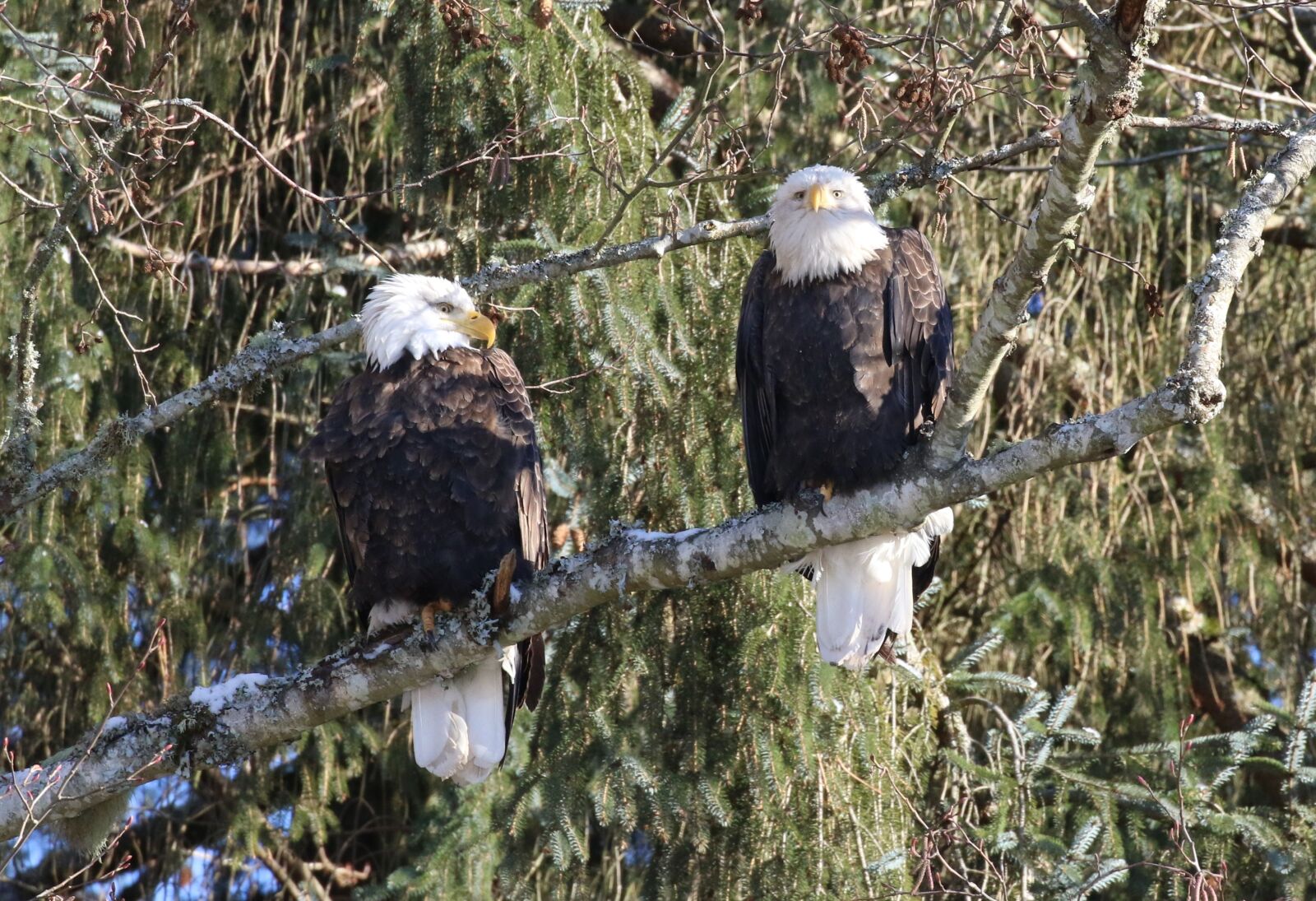 Canon EOS 7D Mark II sample photo. Eagle, winter, pair photography