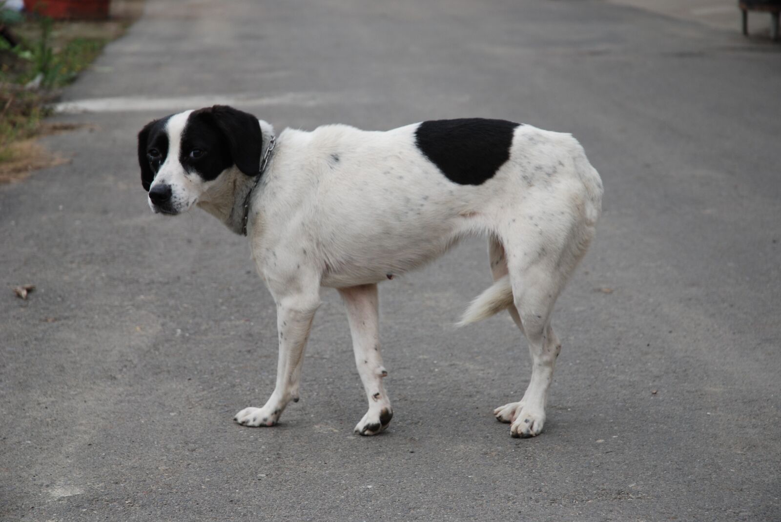 Nikon D80 sample photo. Dog, stray dog, puppy photography