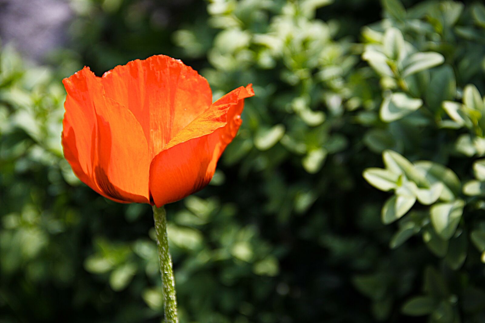 Canon EOS 50D sample photo. Poppy, red, red poppy photography