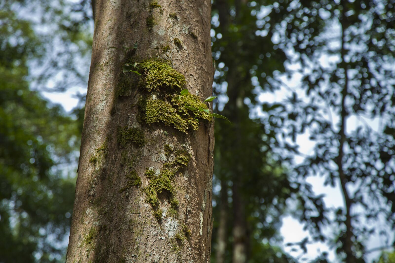 Canon EOS 5D Mark II sample photo. Tree trunk, moss, forest photography