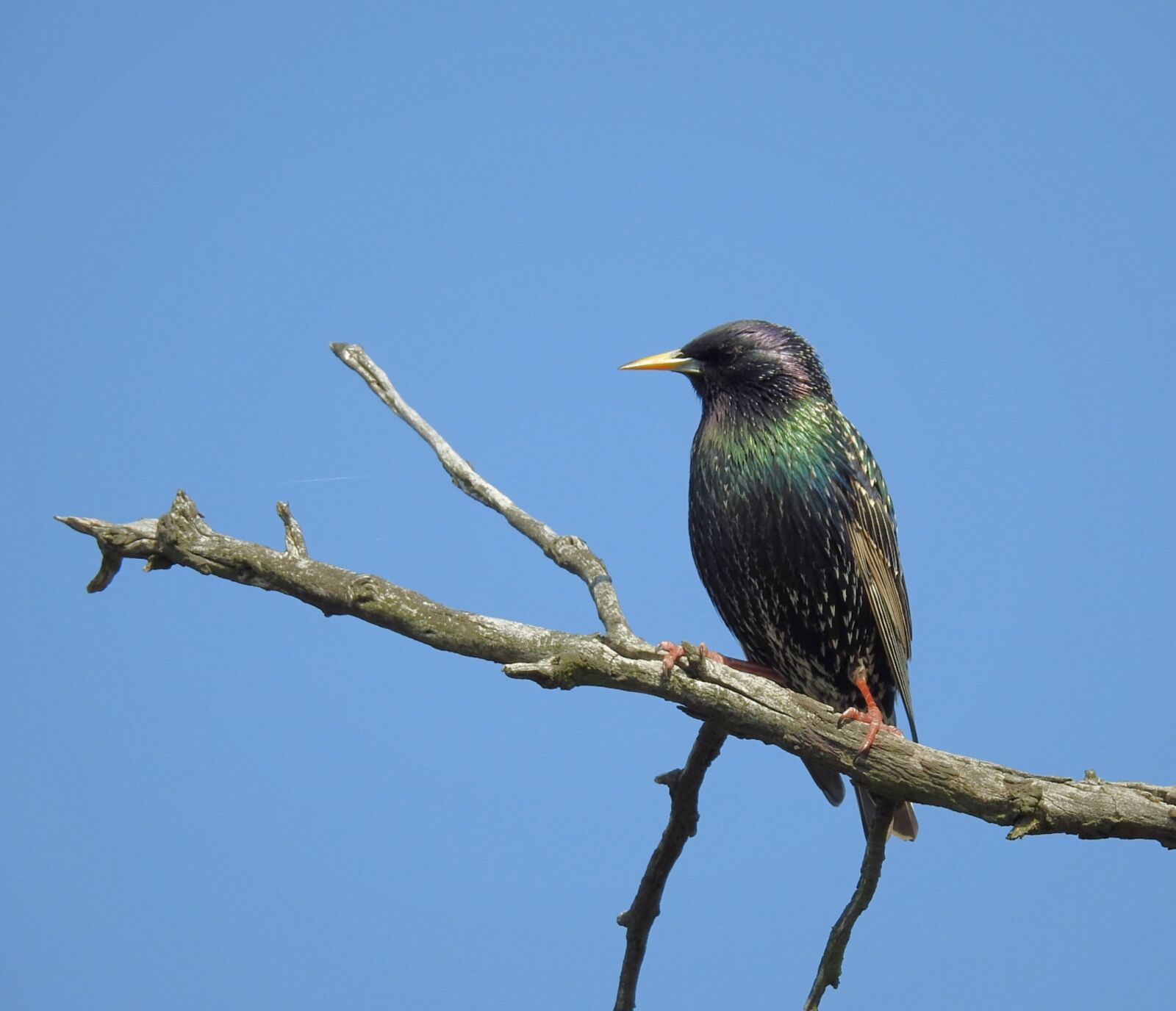 Nikon Coolpix P900 sample photo. Birds, starling, nature photography