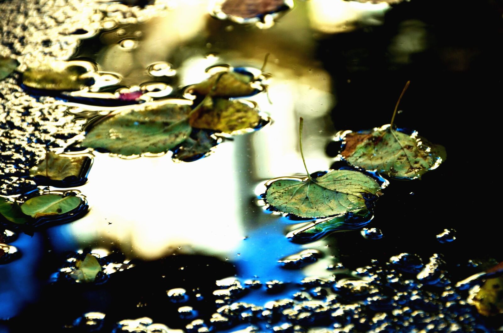 Nikon D5100 sample photo. Rain, autumn, water, reflection photography