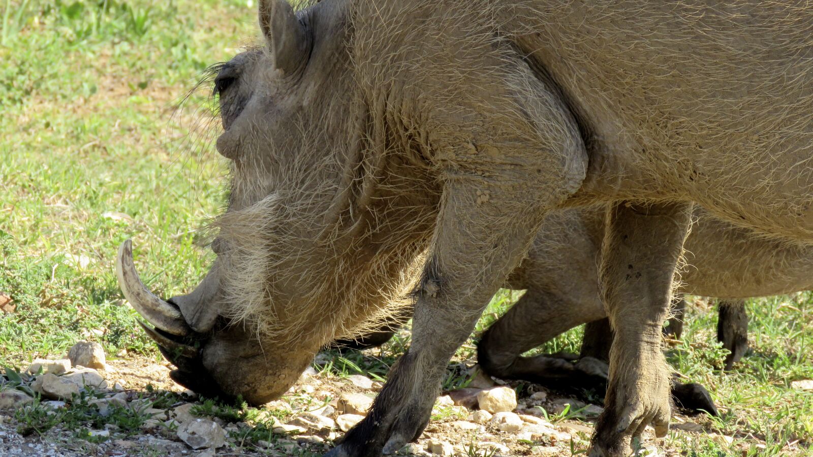 Canon PowerShot SX60 HS sample photo. Warthog, wildlife, addo elephant photography