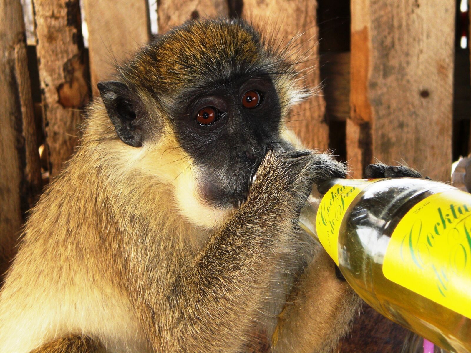 CASIO EX-Z77 sample photo. Gambia, monkey, lemonade bottle photography