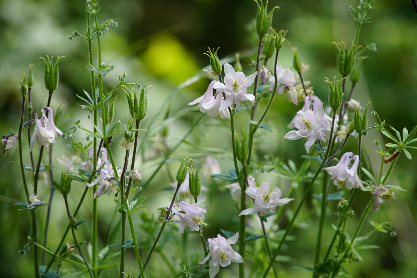 Sony a7R II sample photo. Forest, wildflower, aquilegia photography