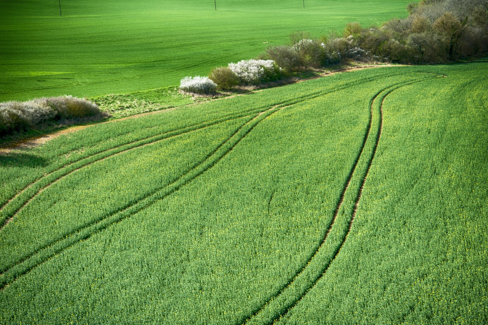 Nikon D700 sample photo. Field, culture, agriculture photography