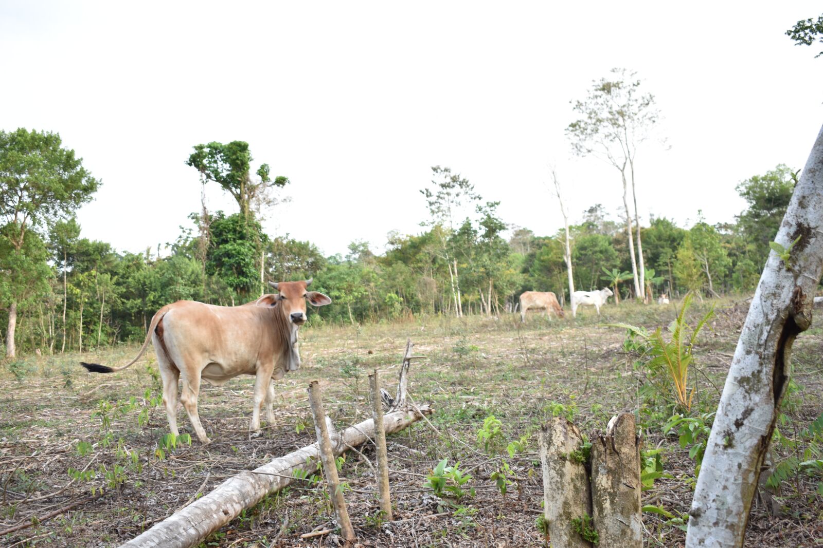 Nikon D3400 sample photo. Cow, calf, livestock photography